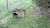 袋鼠 kangaroo