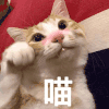 萌宠 猫星人 喵 开心 呆萌 可爱