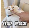 萌宠 猫星人 住嘴 别说话 搞怪 逗