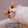 萌宠 猫星人 想喝奶茶 期待 搞怪 呆萌