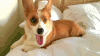 柯基 corgi