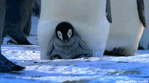雪 snow nature 企鹅 寒冷