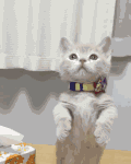 动物 小猫 萌萌的 跳起