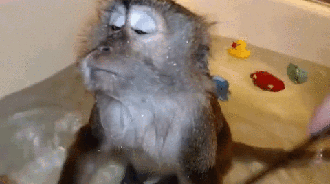 猴子  洗澡 梳子  享受