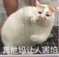 猫咪 可爱 胖乎乎 真他妈让人害怕