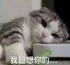 萌宠 猫星人 我超想你的 想你了 撒娇 难受 委屈
