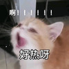 萌宠 猫星人 好热啊 啊啊啊 搞怪 可爱