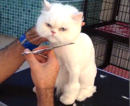 喵星人 猫咪 搞笑 萌宠