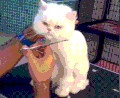 喵星人 猫咪 搞笑 萌宠
