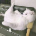 猫咪 喵星人 拽 斗图 可爱