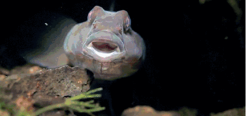 动物 多瑙河-欧洲的亚马逊 水下 纪录片 软口鱼