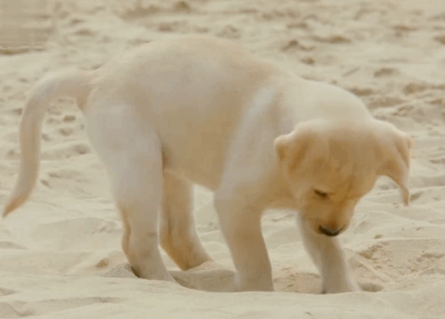 神犬小七2 沙滩 挖图 刨坑