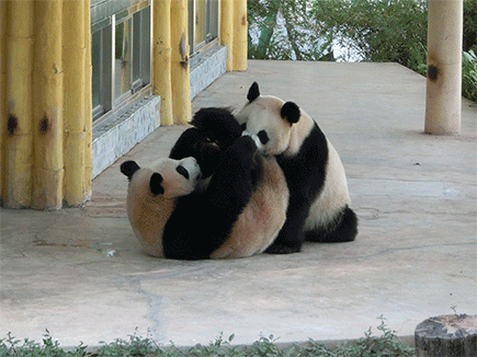 喜欢你 一起玩 大熊猫 打闹 有爱  嬉戏
