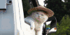 猫咪 草帽 可笑 呆萌 可爱