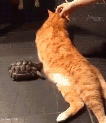 猫咪 乌龟 挡道 搞笑
