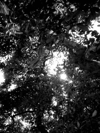 森林 黑白 太阳 美丽的