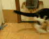 顽皮 猫咪   搞笑  可笑