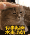 猫咪 摸头 乖巧 有事起奏木事退朝