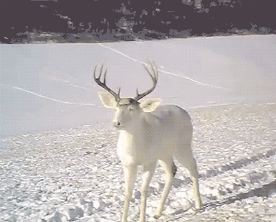 雪地 小鹿 鹿甲 吓跑