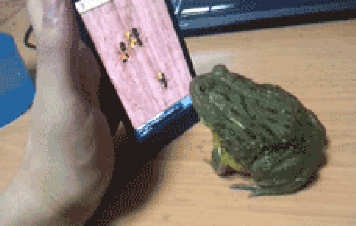 青蛙 手机 蚂蚁 骗子 让你骗我