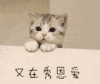 猫咪 可爱 萌宠 又在秀恩爱