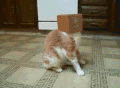 萌宠 猫 懵 搞怪