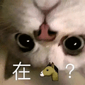 萌宠 猫咪 猫 喵星人 在吗 撩