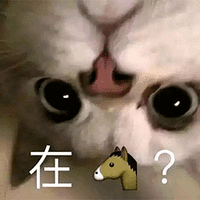 萌宠 猫咪 猫 喵星人 在吗 撩