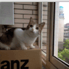 萌宠 猫 咋回事 好奇