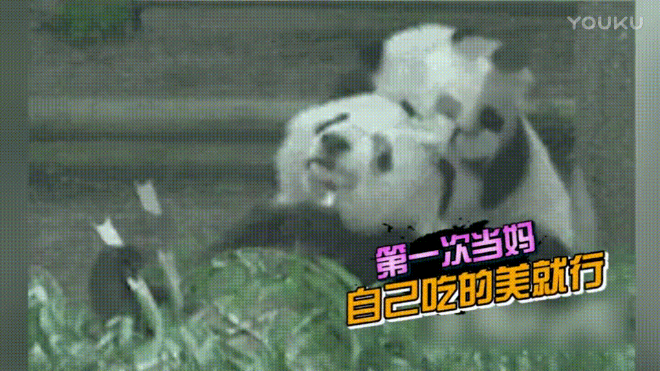 第一次当妈 自己吃的美就行 两只熊猫 吃竹子