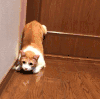 猫咪 喵星人 搞笑 可爱 淘气