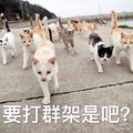 猫咪 喵星人 可爱 要打群架是吧