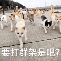 猫咪 喵星人 可爱 要打群架是吧