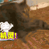 萌宠 猫咪 好机灵 搞笑