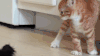 猫咪 黑色 挑衅 搞笑