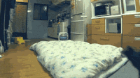 猫咪   跳跃   搞笑  可笑