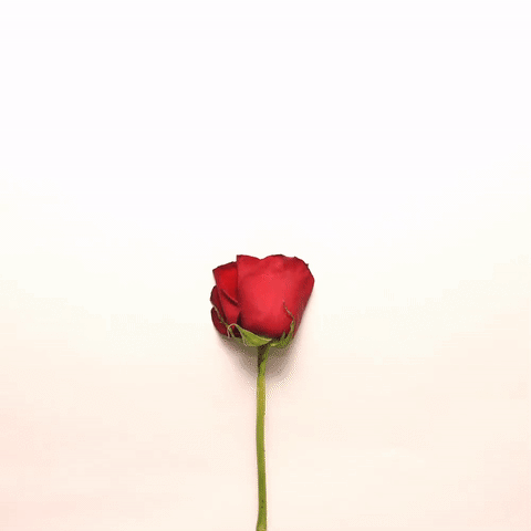 玫瑰花 花瓣 爱心 红色