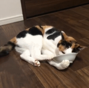 猫咪 可爱 舔盘子 欢乐