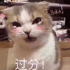 沙雕猫 猫咪 猫 可爱猫 猫表情包 猫咪表情包 小猫