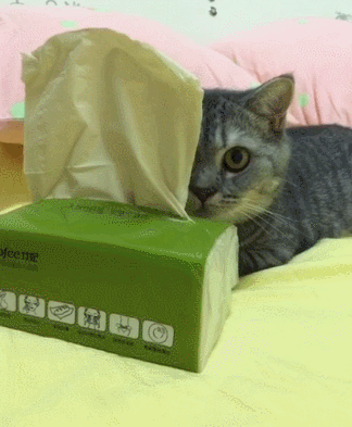 猫咪 纸抽 藏起来 可爱 枕头