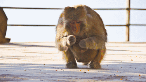 猴子 吃东西 猴宝宝 栏杆