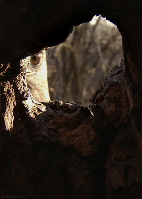 猫头鹰 洞穴 观看 危险