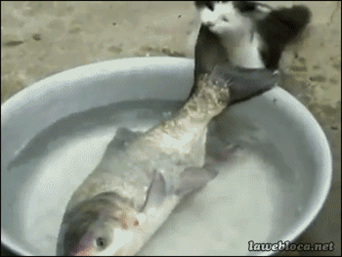 盆 鱼 猫咪 吓跑