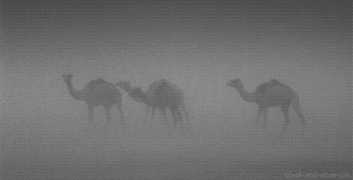 黑色和白色 动物 骆驼 单峰骆驼