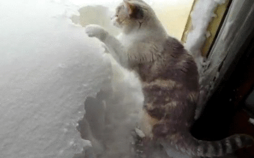 猫 抓雪 大雪