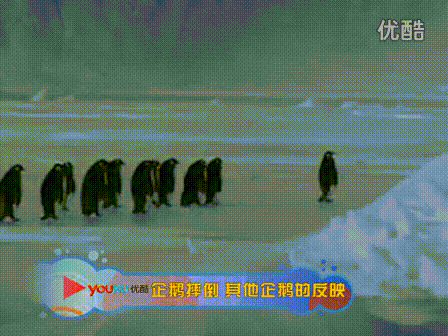 企鹅 行走 可爱 搞笑