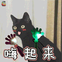萌宠 猫咪 开心 嗨起来 soogif soogif出品