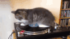 圣鸽奖  猫猫 爱玩 旋转Gospel+Music+Association+Dove+Awards