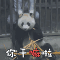 熊猫 萌宠 你干嘛啦 卖萌 soogif soogif出品
