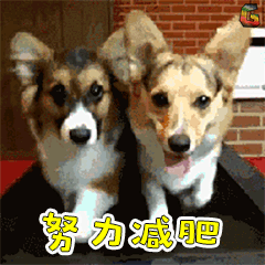 萌寵 狗 汪星人 努力減肥 soogif soogif出品